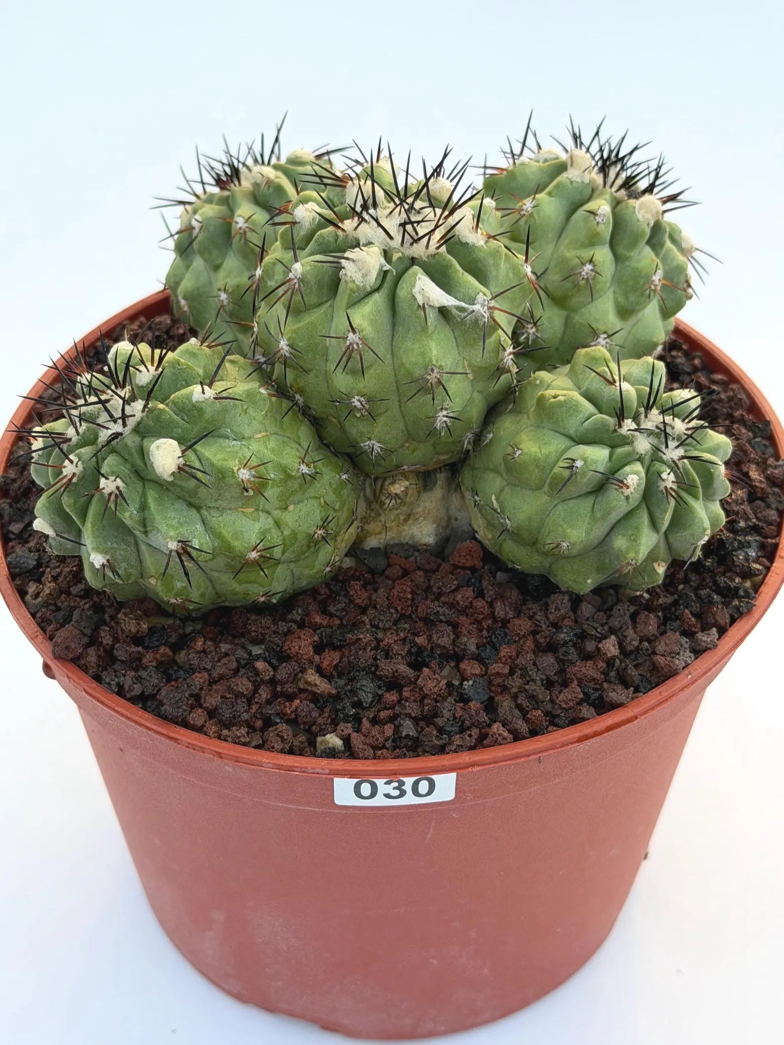 Copiapoa Cinerea Hybrid Cluster | Rare Collector Desert Succulent Plant #30