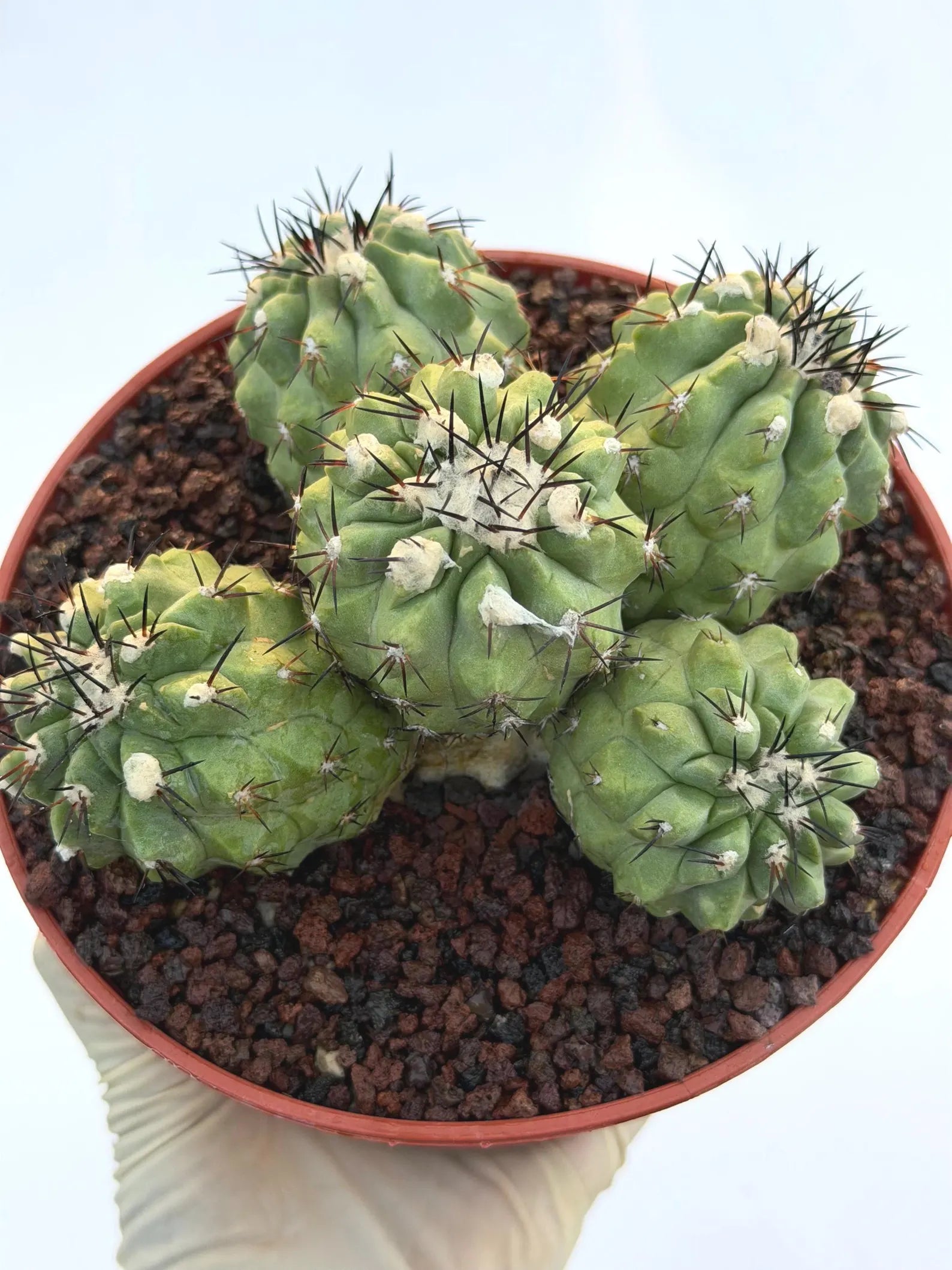 Copiapoa Cinerea Hybrid Cluster | Rare Collector Desert Succulent Plant #30