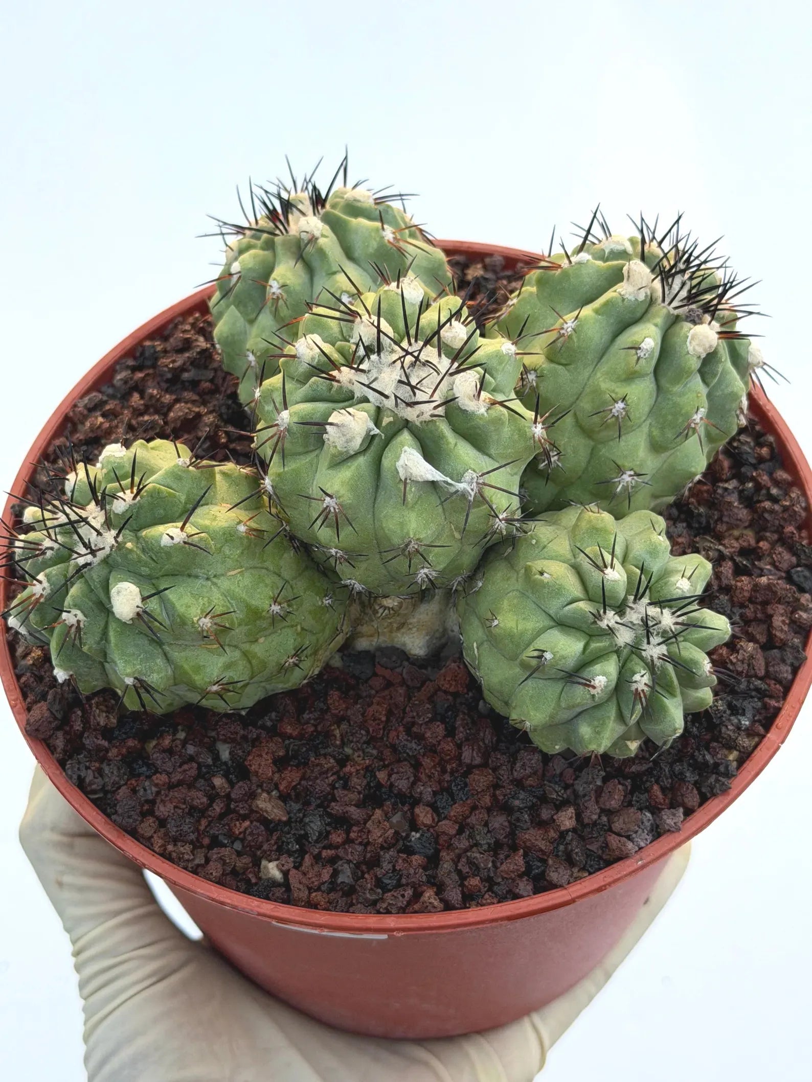Copiapoa Cinerea Hybrid Cluster | Rare Collector Desert Succulent Plant #30