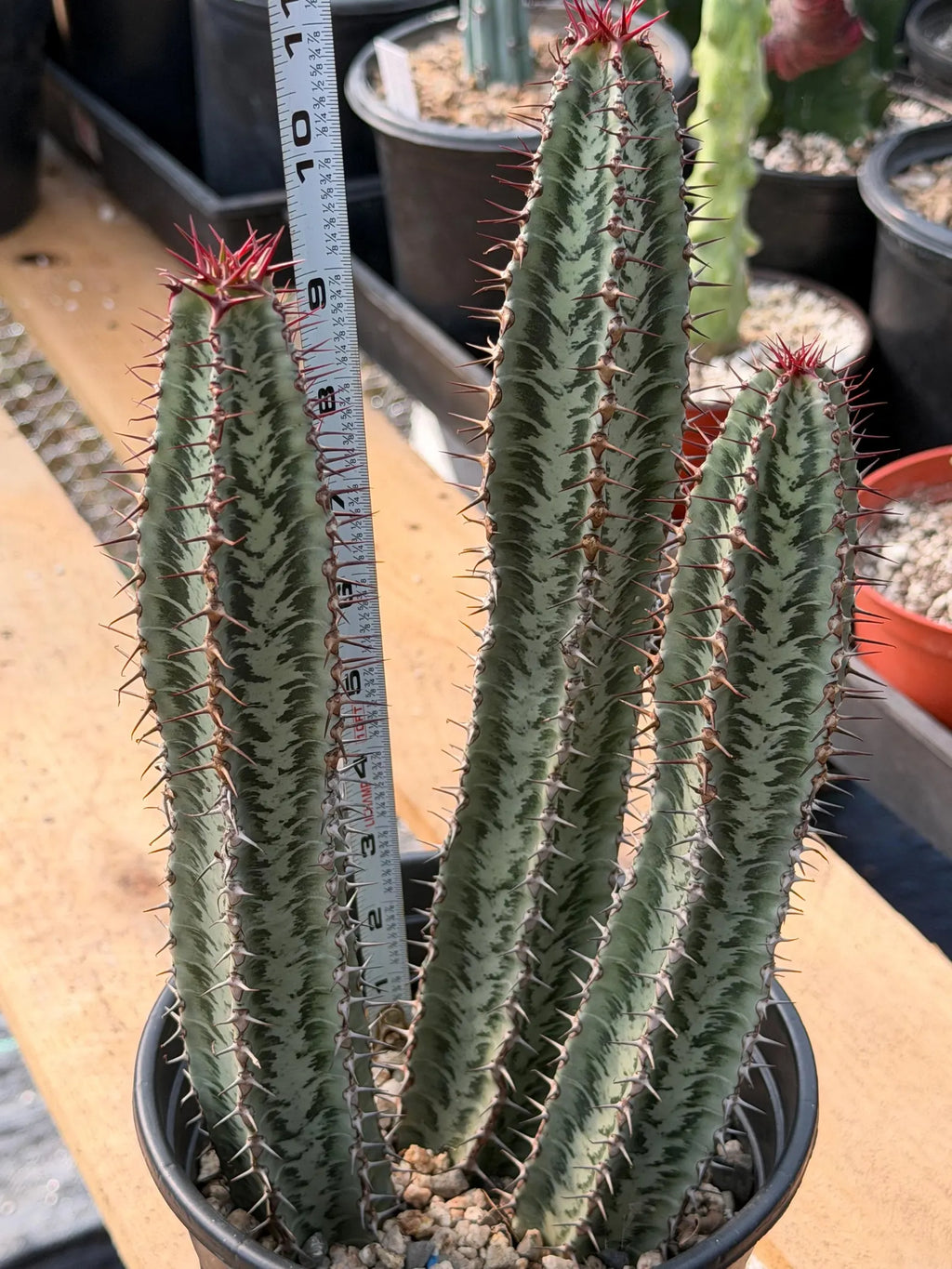 Euphorbia Confinalis Rare Spiked Succulent Live Plant #219