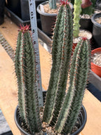 Euphorbia Confinalis Rare Spiked Succulent Live Plant #219