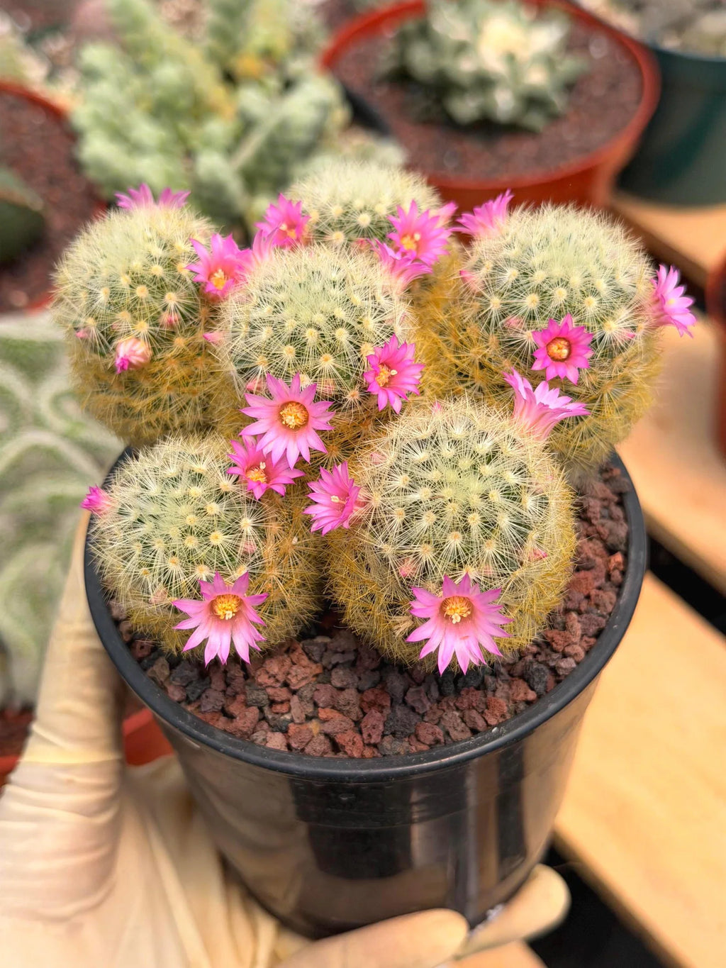 Mammillaria Carmenae Cluster Cactus – Pink Flowers Live Plant #839