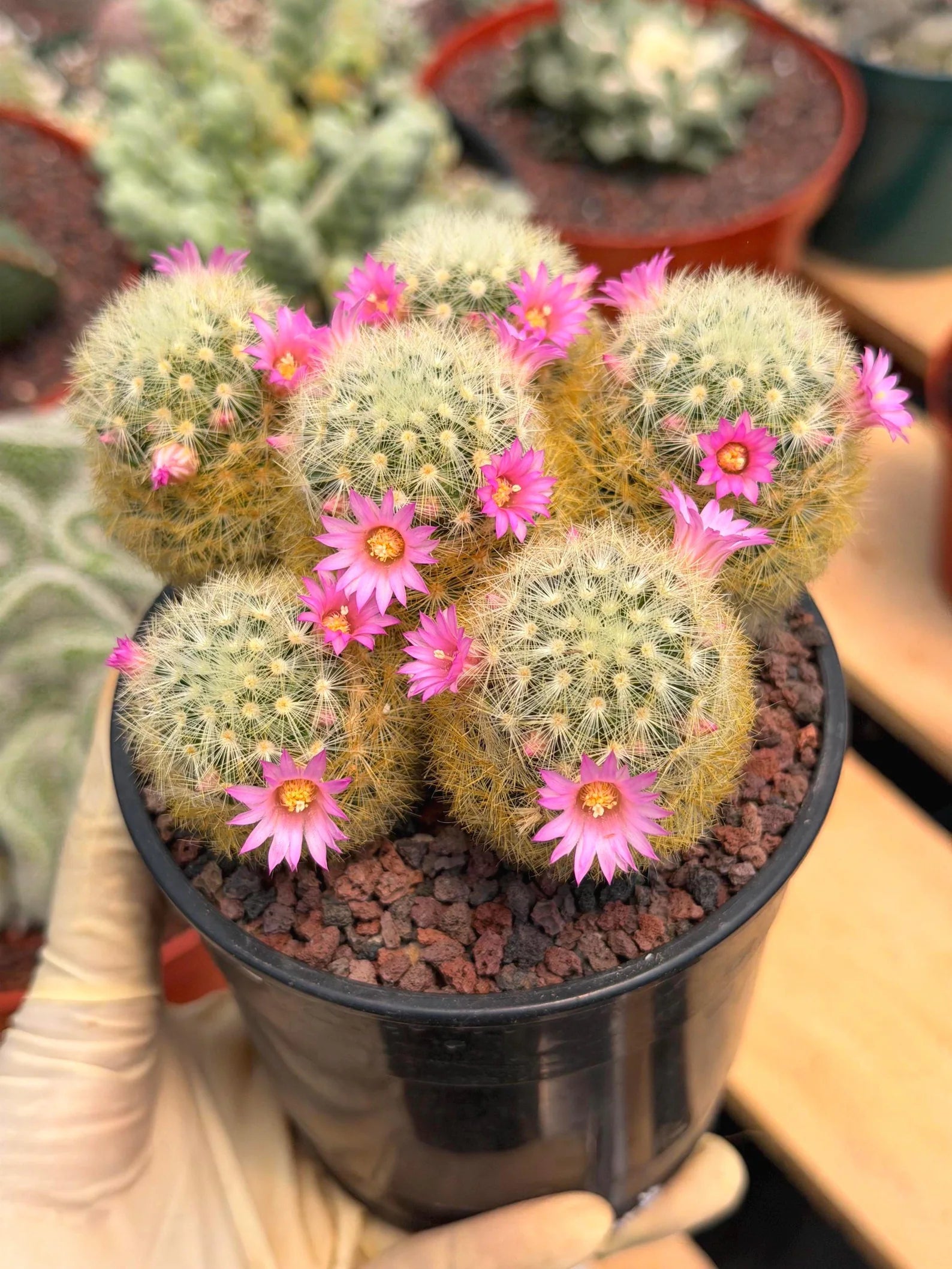 Mammillaria Carmenae Cluster Cactus – Pink Flowers Live Plant #839