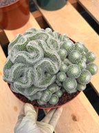 Mammillaria Perbella Cluster | Rare Seed-Grown Specimen Cactus