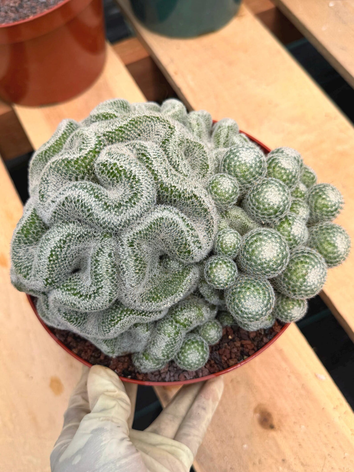Mammillaria Perbella Cluster | Rare Seed-Grown Specimen Cactus