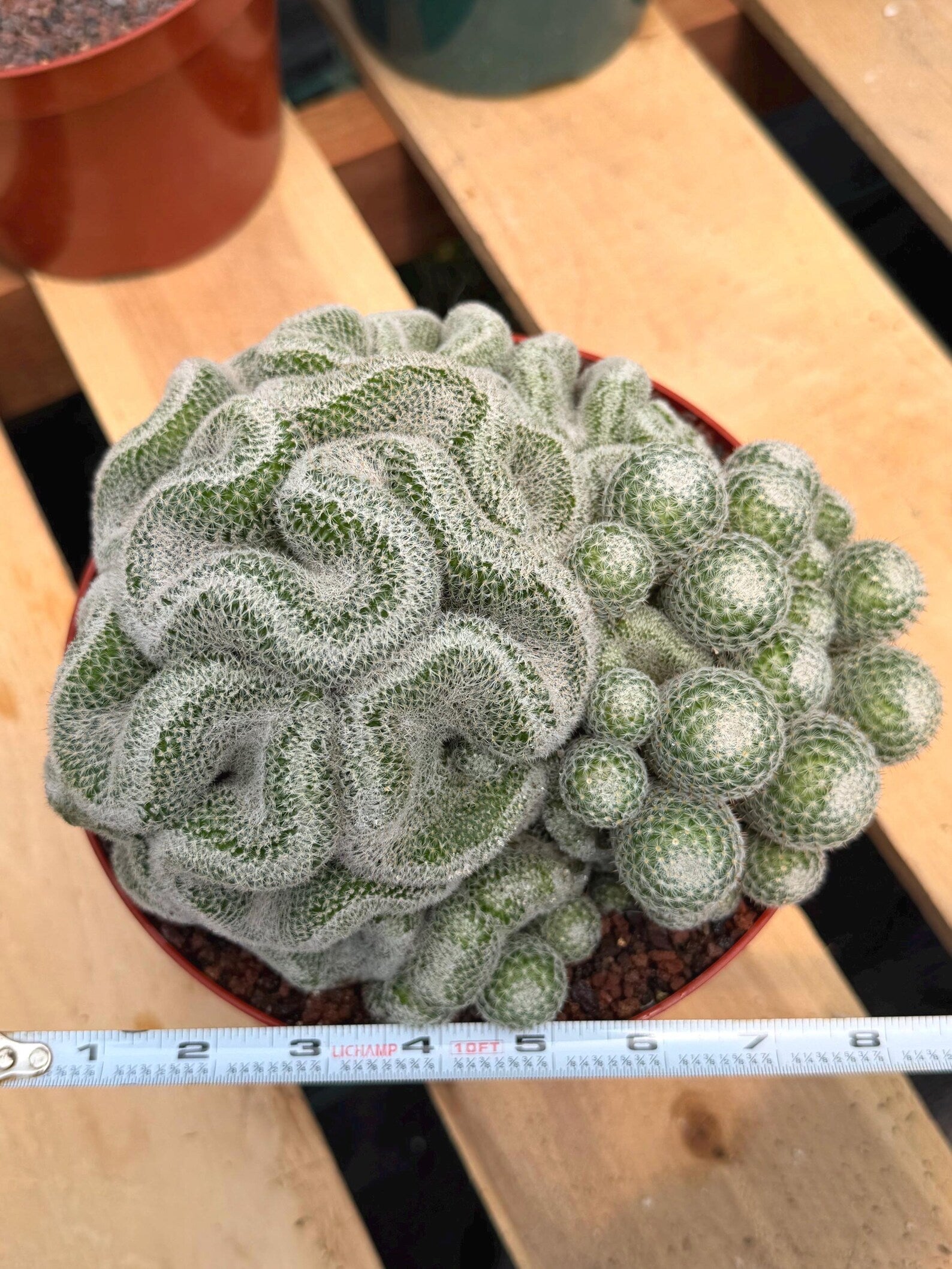Mammillaria Perbella Cluster | Rare Seed-Grown Specimen Cactus