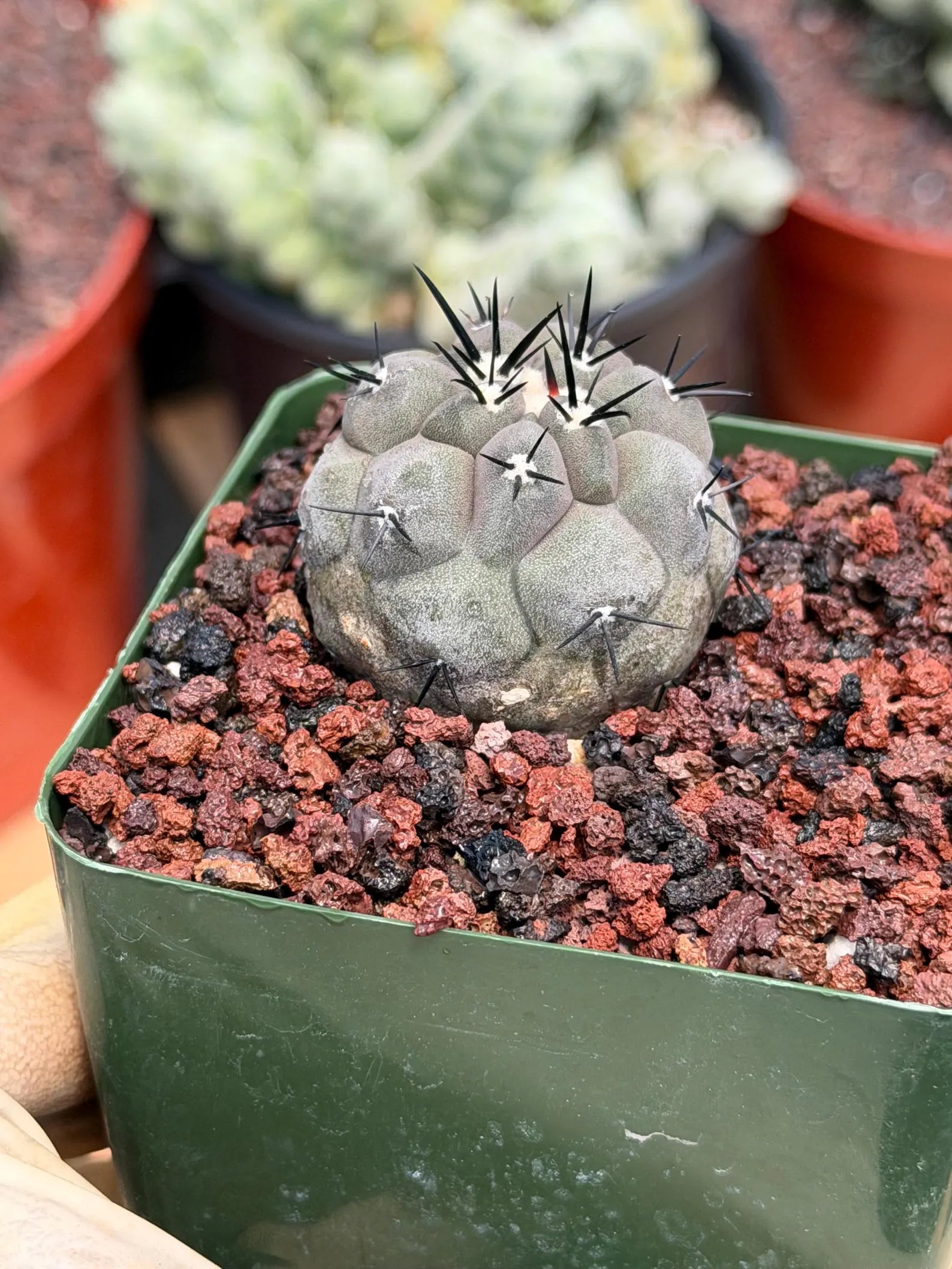 Copiapoa Cinerea Rare Seed Grown Live Cactus – Exact Collector Plant #868