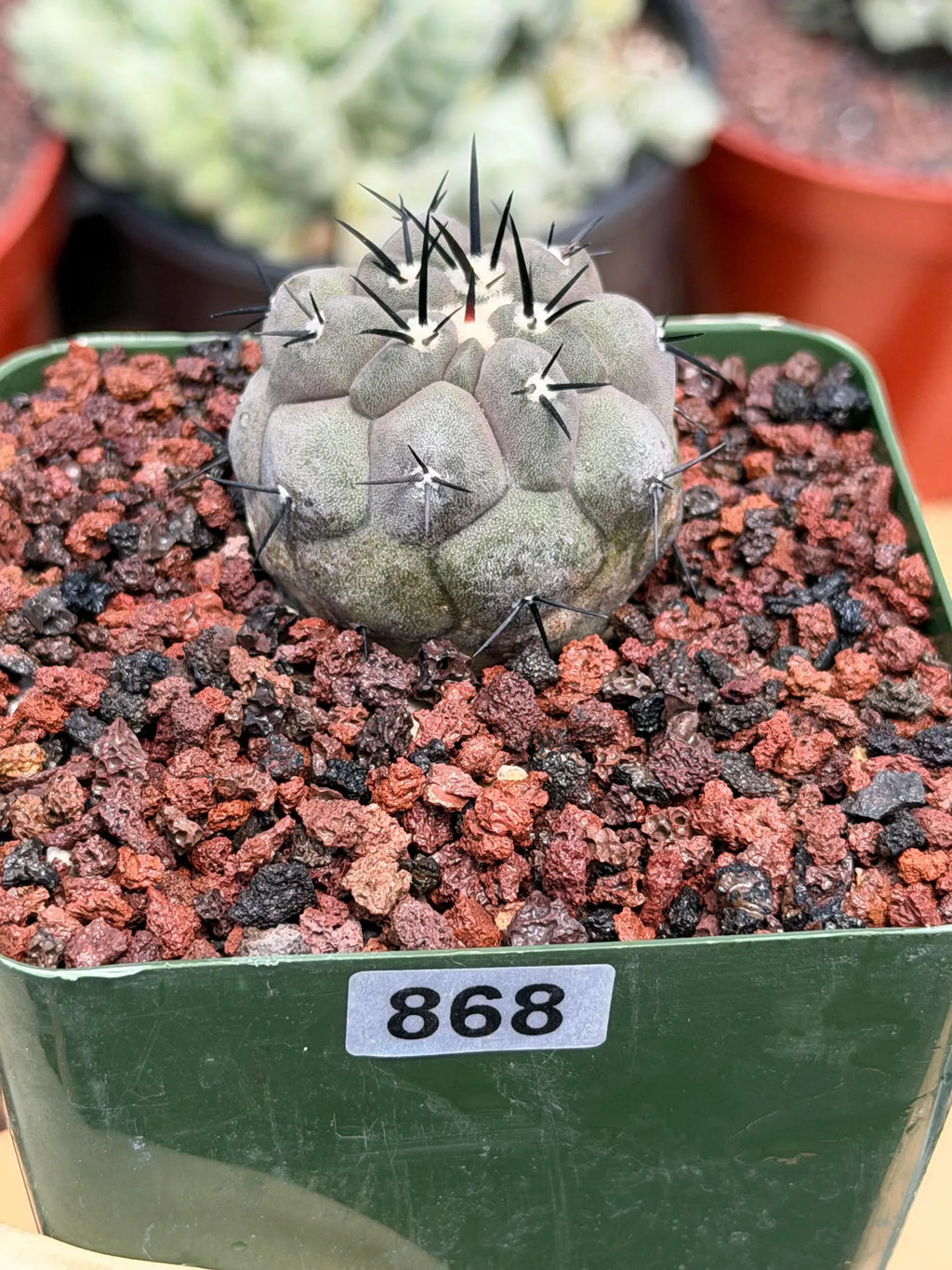 Copiapoa Cinerea Rare Seed Grown Live Cactus – Exact Collector Plant #868