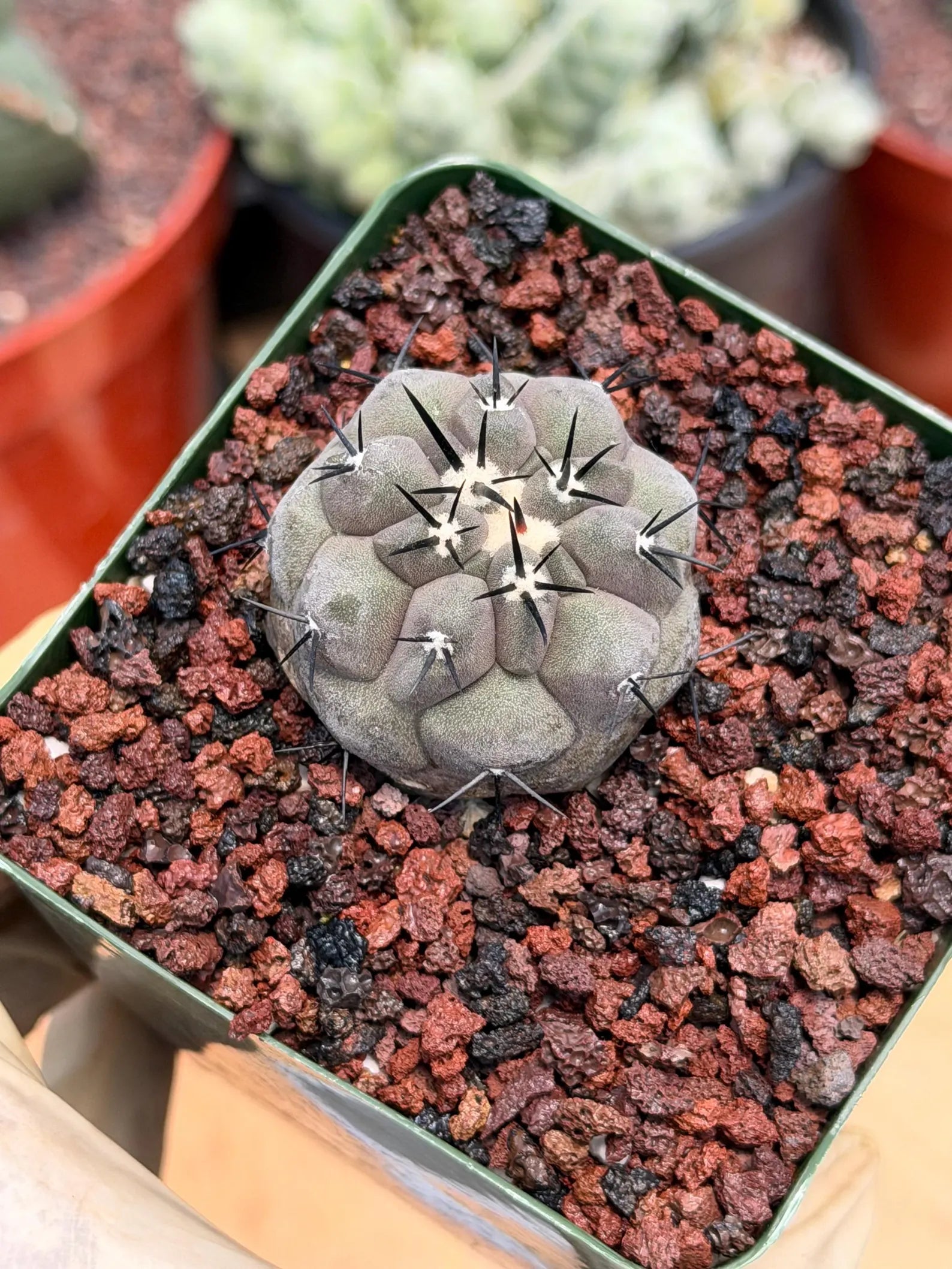 Copiapoa Cinerea Rare Seed Grown Live Cactus – Exact Collector Plant #868