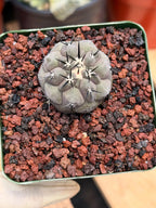 Copiapoa Cinerea Rare Seed Grown Live Cactus – Exact Collector Plant #868
