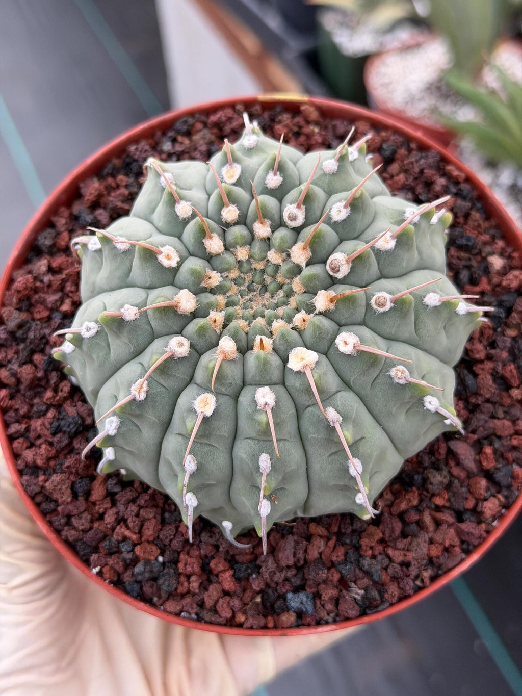 Gymnocalycium Vaterii Single Spine Live Cactus #504