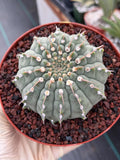 Gymnocalycium Vaterii Single Spine Live Cactus #504