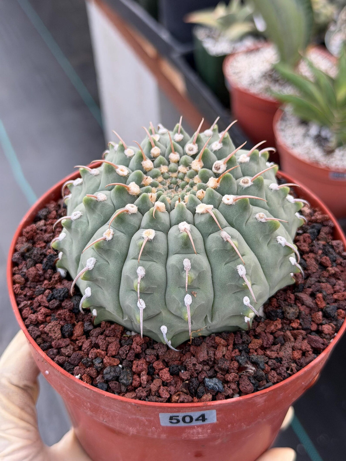 Gymnocalycium Vaterii Single Spine Live Cactus #504