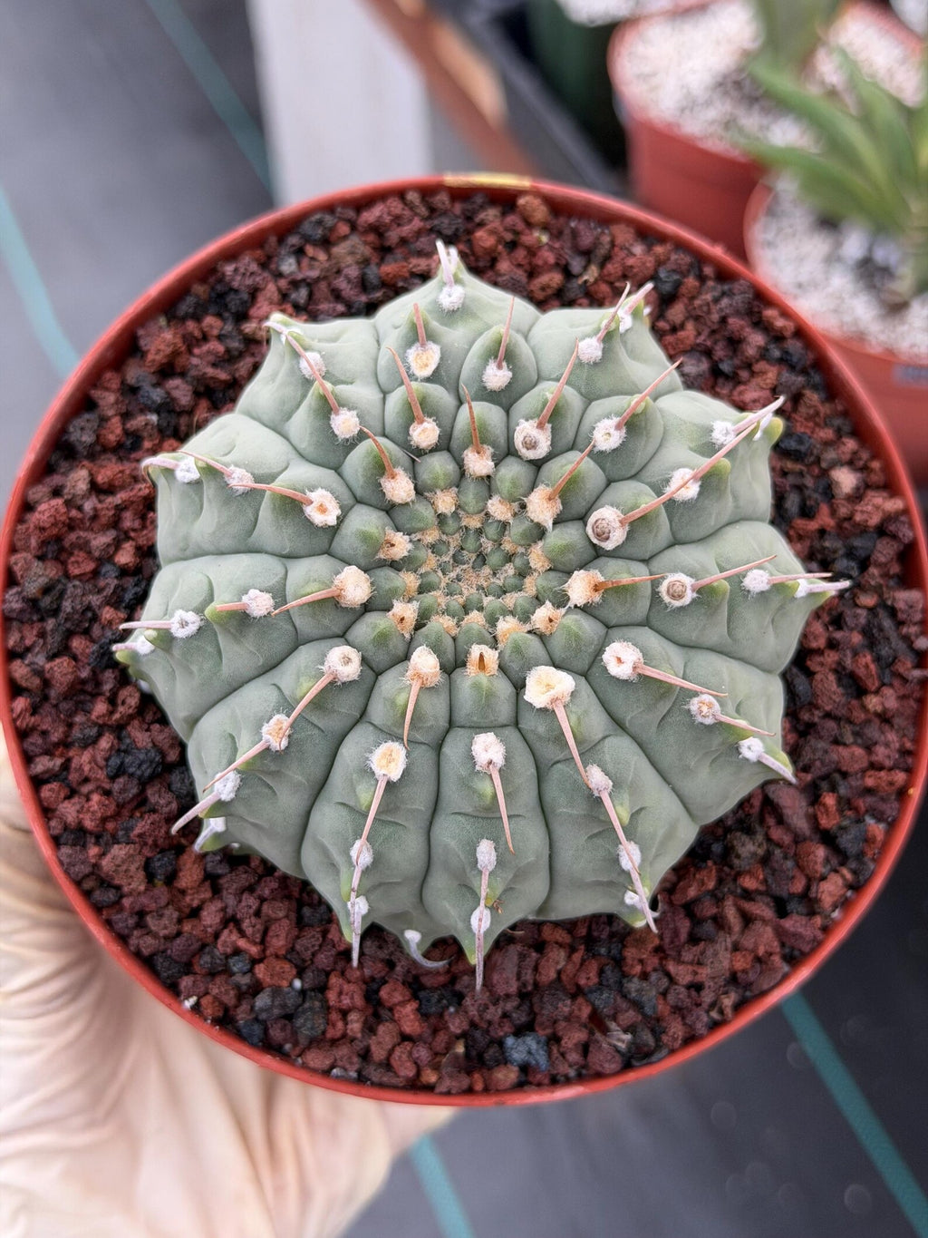 Gymnocalycium Vaterii Single Spine Live Cactus #504