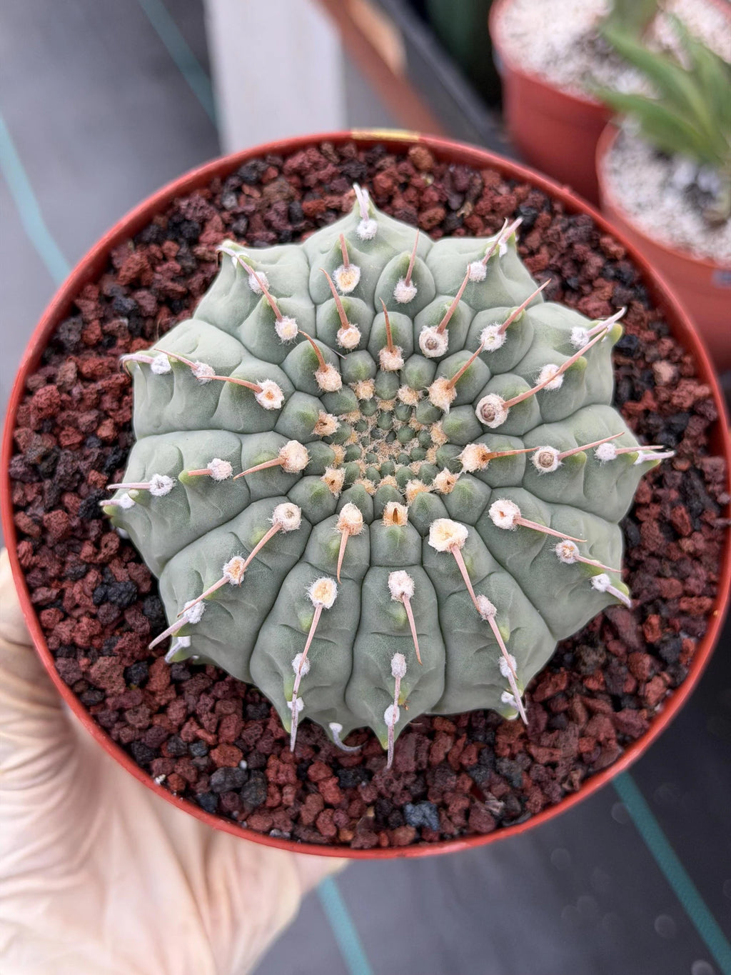 Gymnocalycium Vaterii Single Spine Live Cactus #504