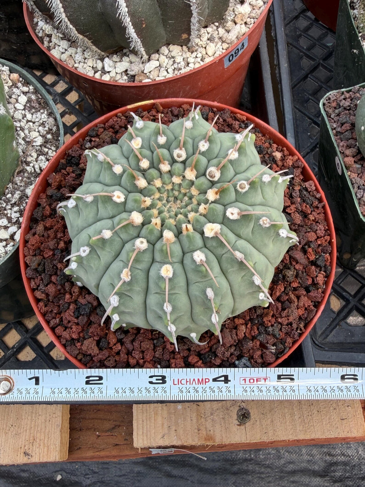 Gymnocalycium Vaterii Single Spine Live Cactus #504