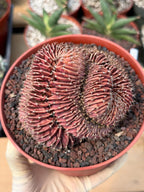 6” Crested Gymnocalycium Mihanovichii #176| Live Cactus