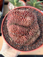 6” Crested Gymnocalycium Mihanovichii #176| Live Cactus