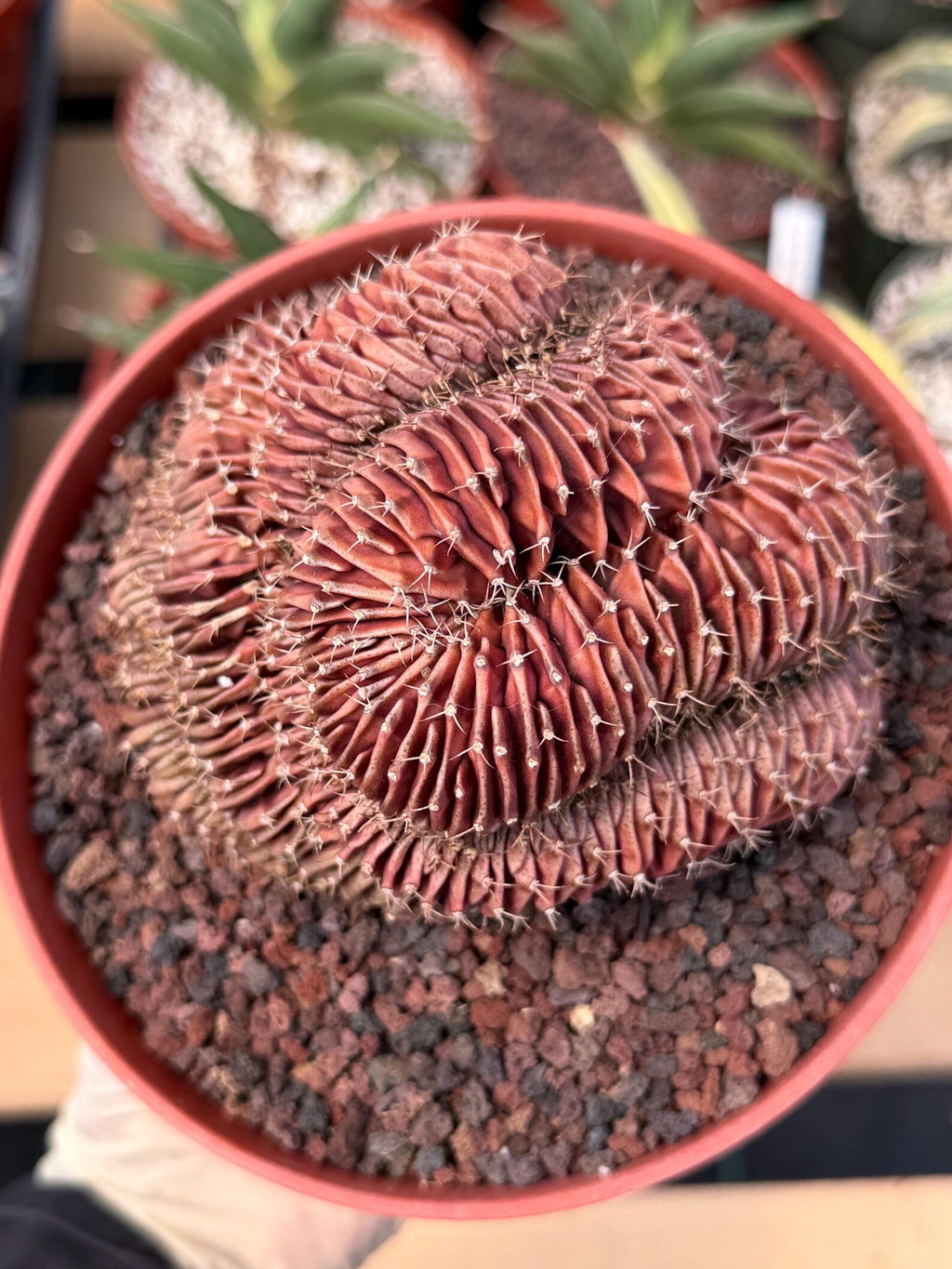 6” Crested Gymnocalycium Mihanovichii #176| Live Cactus