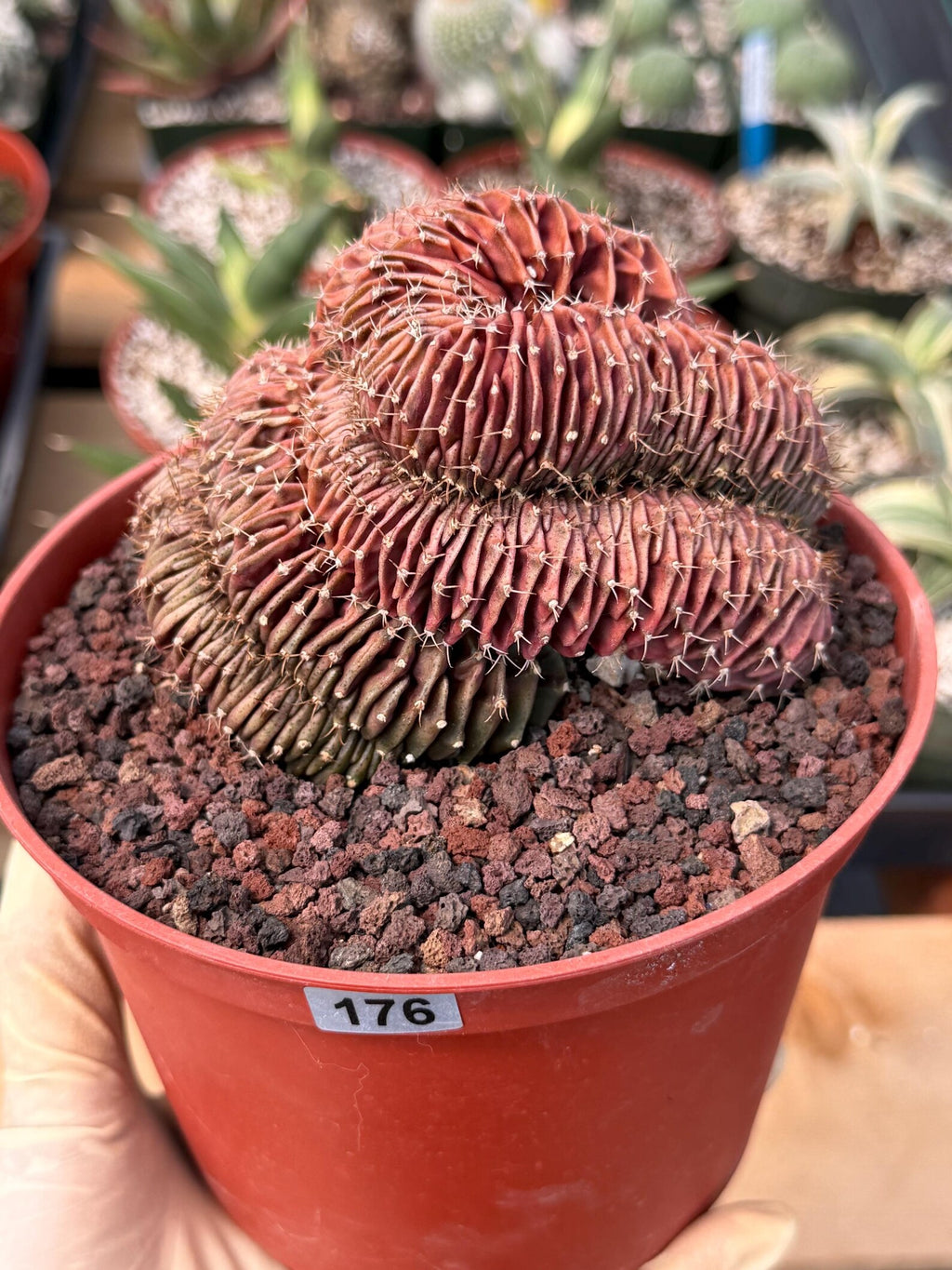 6” Crested Gymnocalycium Mihanovichii #176| Live Cactus