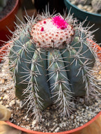 Melocactus Azureus | Blue Turk Cap Cactus Easy Care Cactus Succulent Plant #512
