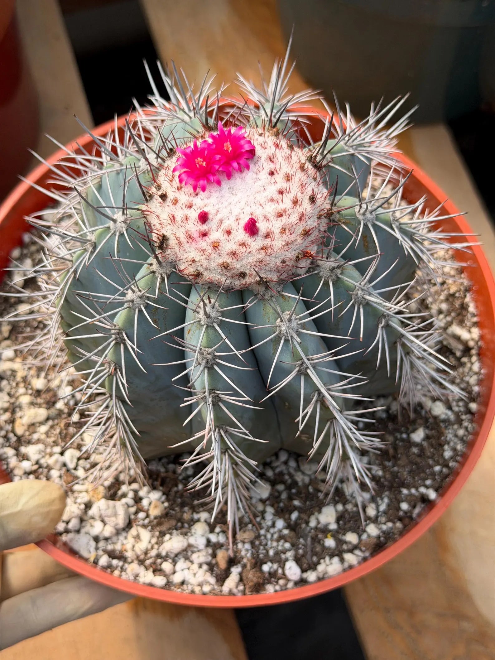 Melocactus Azureus | Blue Turk Cap Cactus Easy Care Cactus Succulent Plant #512