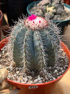 Melocactus Azureus | Blue Turk Cap Cactus Easy Care Cactus Succulent Plant #512