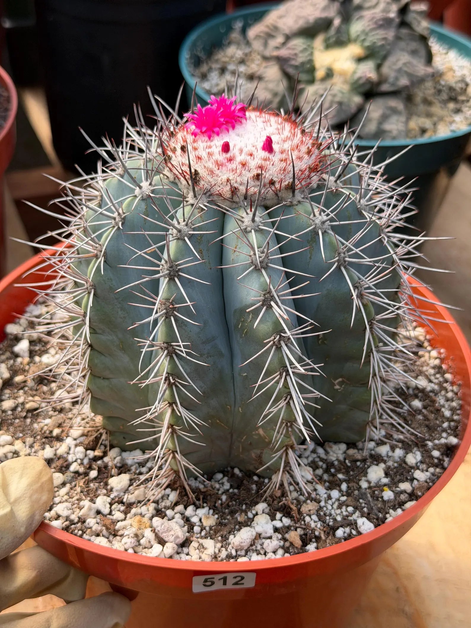 Melocactus Azureus | Blue Turk Cap Cactus Easy Care Cactus Succulent Plant #512