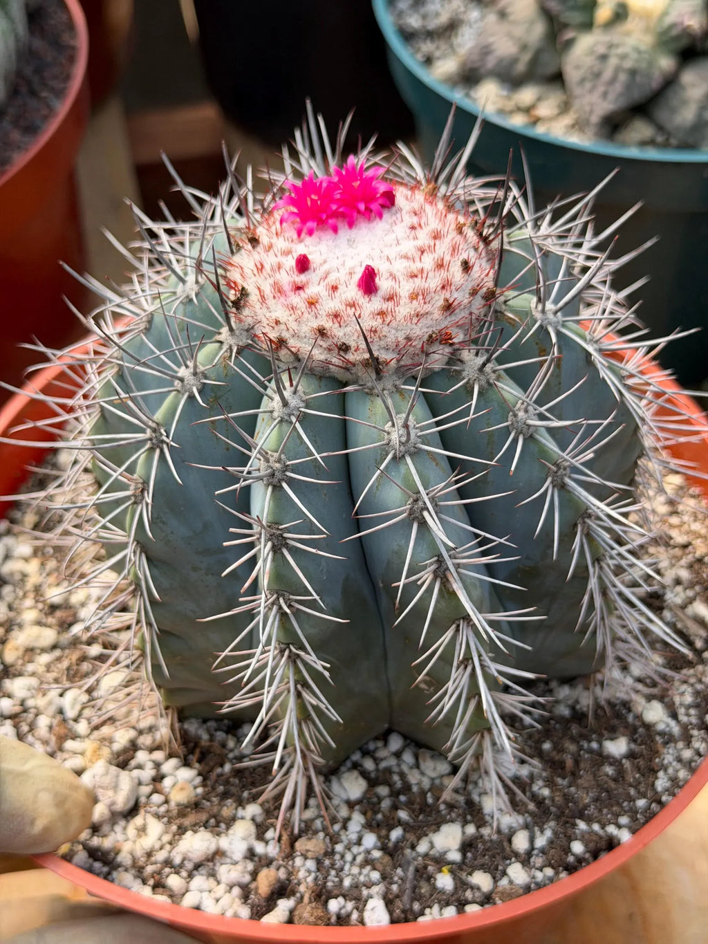 Melocactus Azureus | Blue Turk Cap Cactus Easy Care Cactus Succulent Plant #512