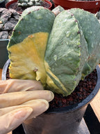 Variegated Astrophytum Myriostigma Seed Grown #876