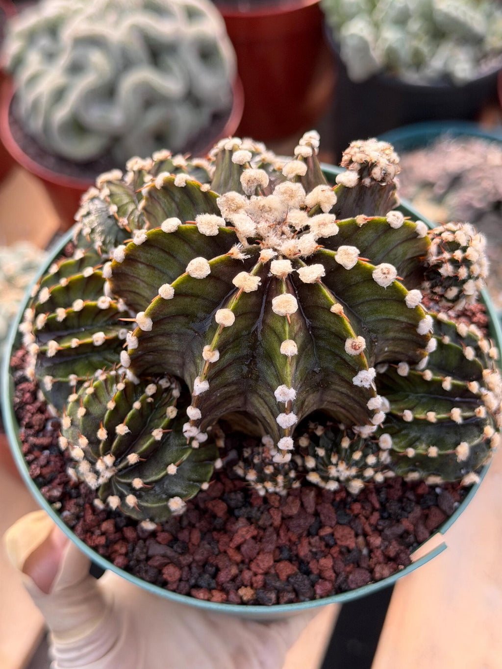 Gymnocalycium LB2178 Hybrid with pups | Rare Live Cactus | Live Plant