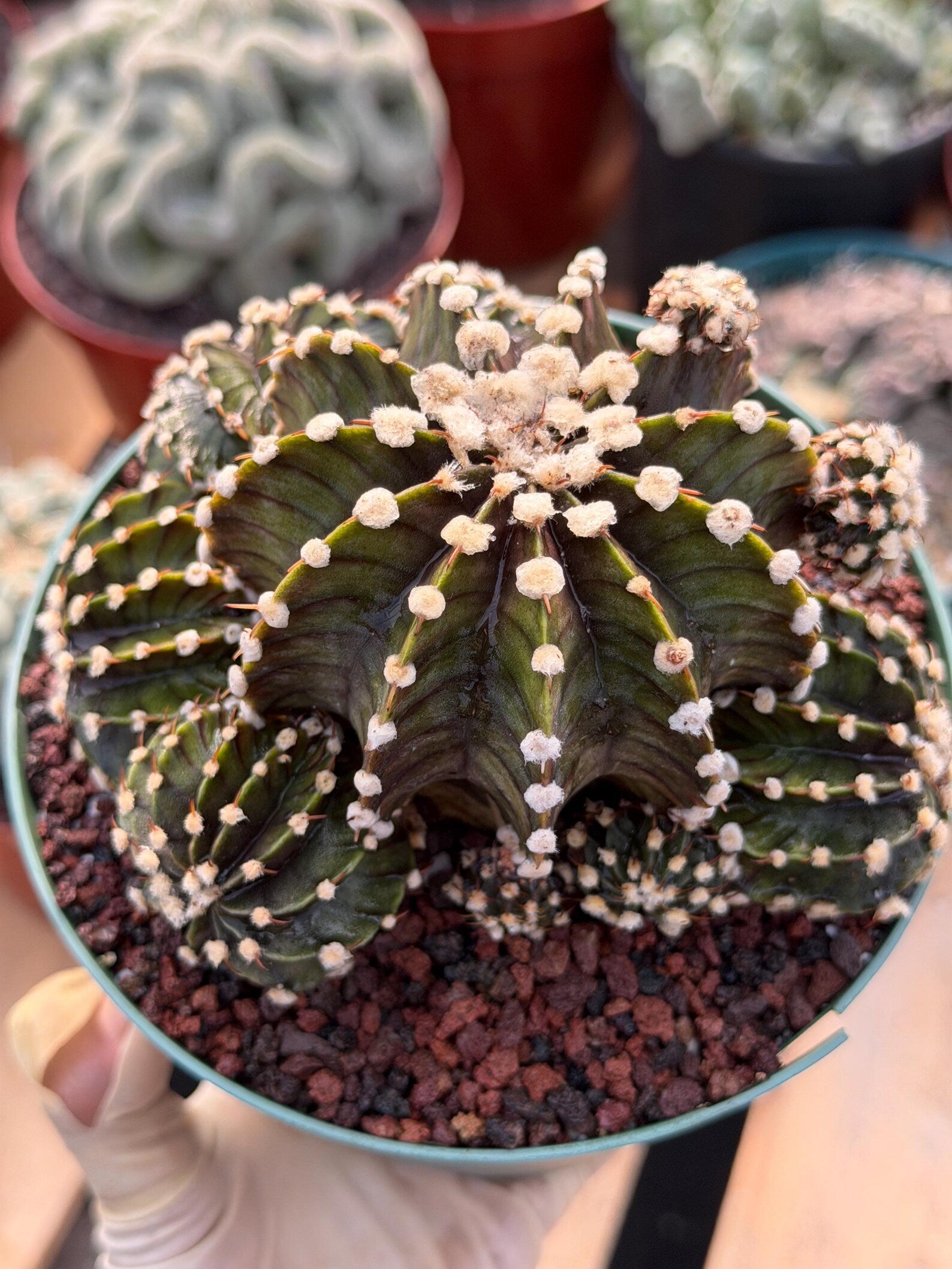 Gymnocalycium LB2178 Hybrid with pups | Rare Live Cactus | Live Plant