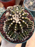 Melocactus Azureus | Blue Turk Cap Cactus Easy Care Cactus Succulent Plant #512
