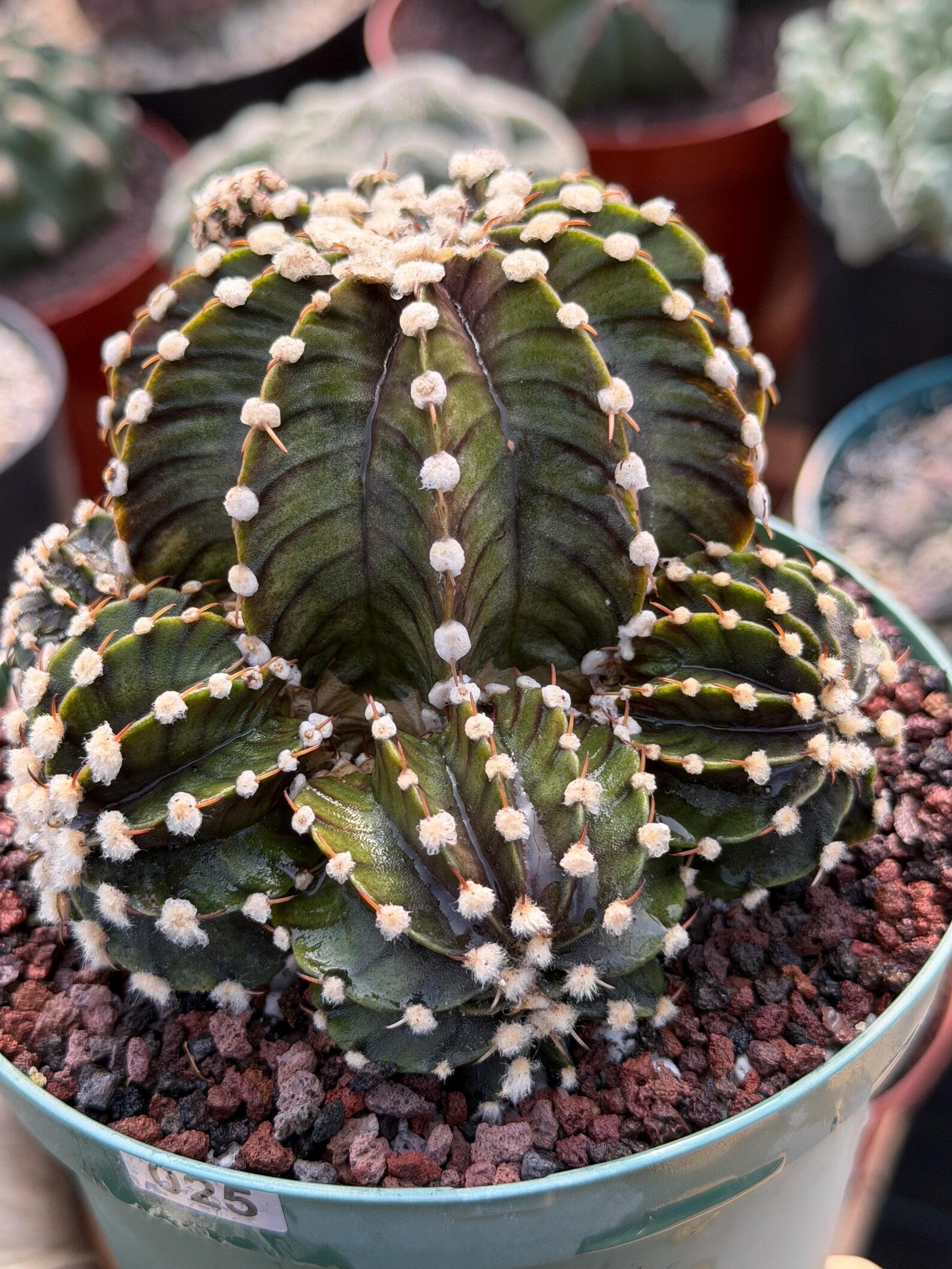 Gymnocalycium LB2178 Hybrid with pups | Rare Live Cactus | Live Plant