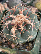 Thelocactus lloydii | Rare Seed-Grown Live Cactus | Collector Plant