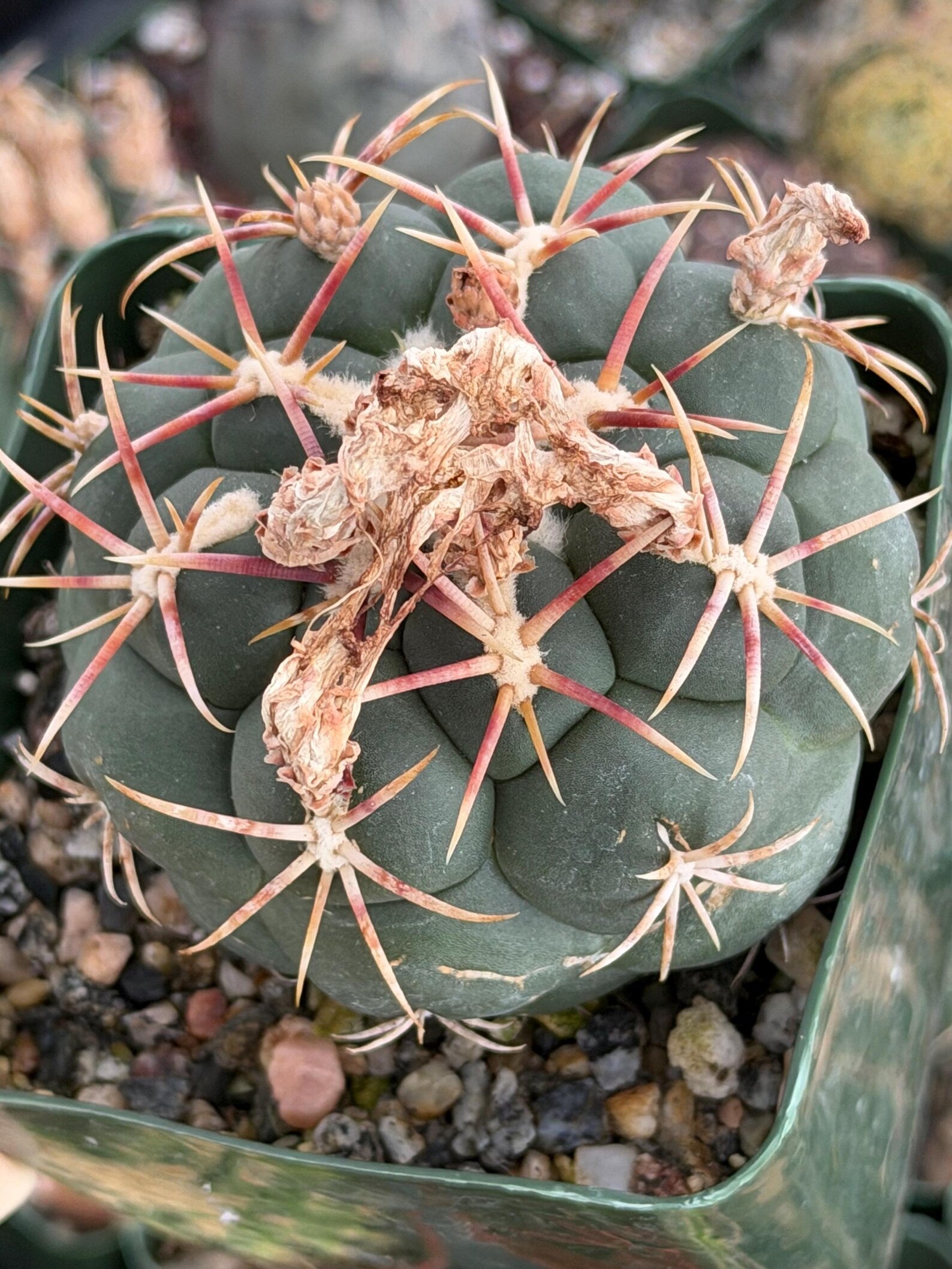 Thelocactus lloydii | Rare Seed-Grown Live Cactus | Collector Plant