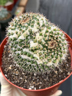 Large Mammillaria Owl Eyes Cactus #597 | Rare Live Cactus Plant