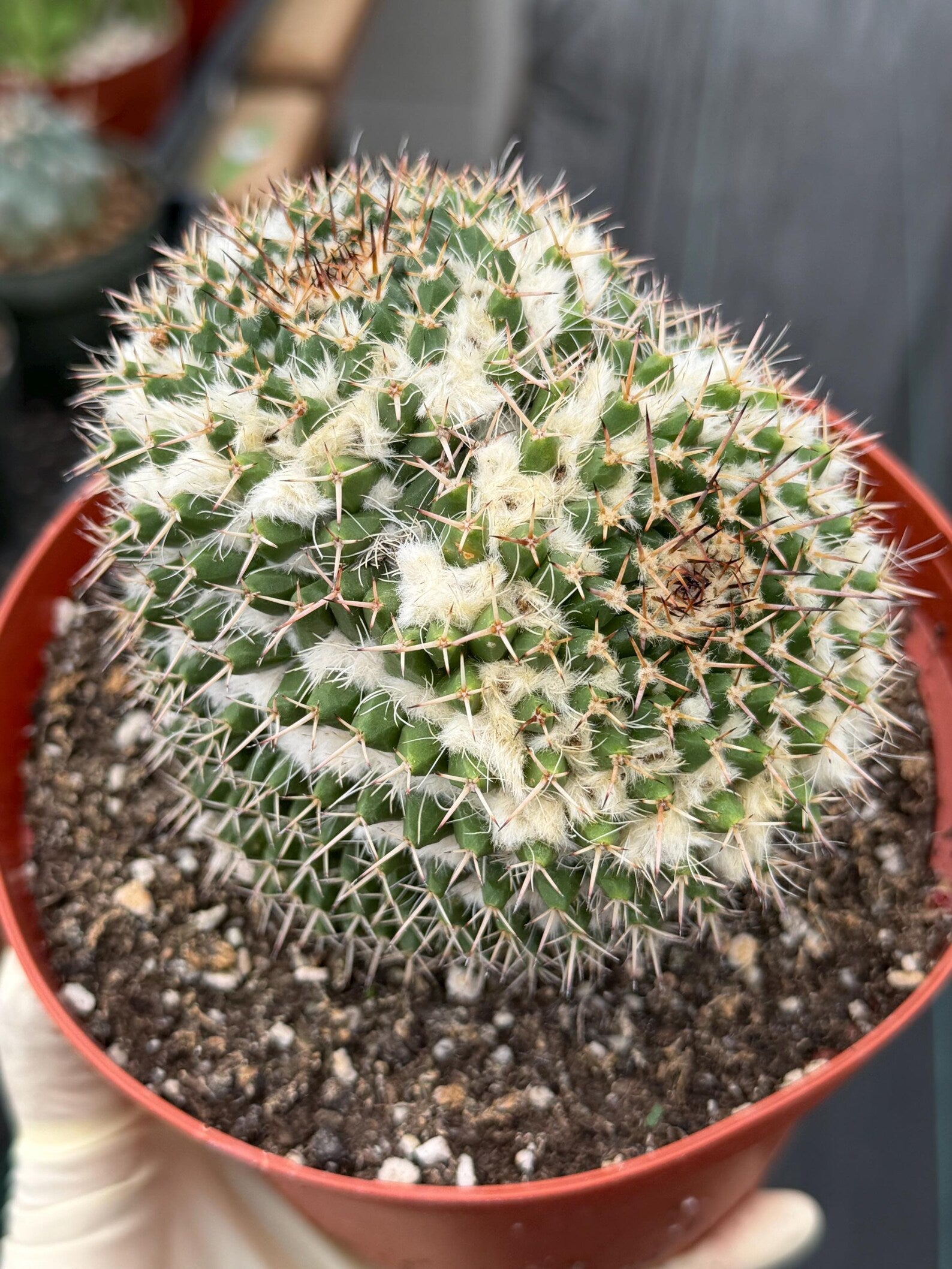 Large Mammillaria Owl Eyes Cactus #597 | Rare Live Cactus Plant
