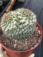 Large Mammillaria Owl Eyes Cactus #597 | Rare Live Cactus Plant