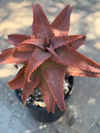 Aloe Elgonica Large | Specimen Succulent Plant | Tree Plant