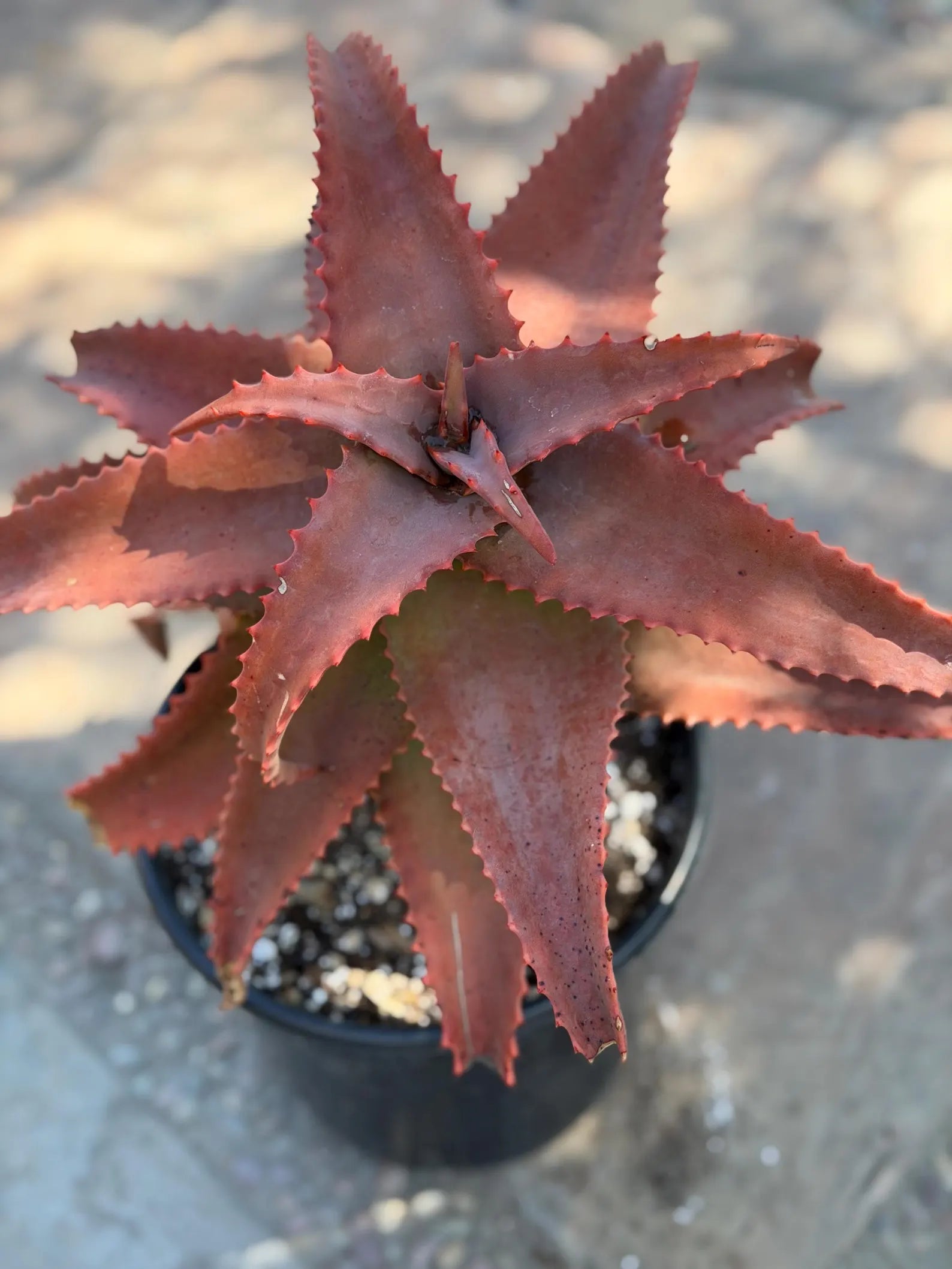 Aloe Elgonica Large | Specimen Succulent Plant | Tree Plant