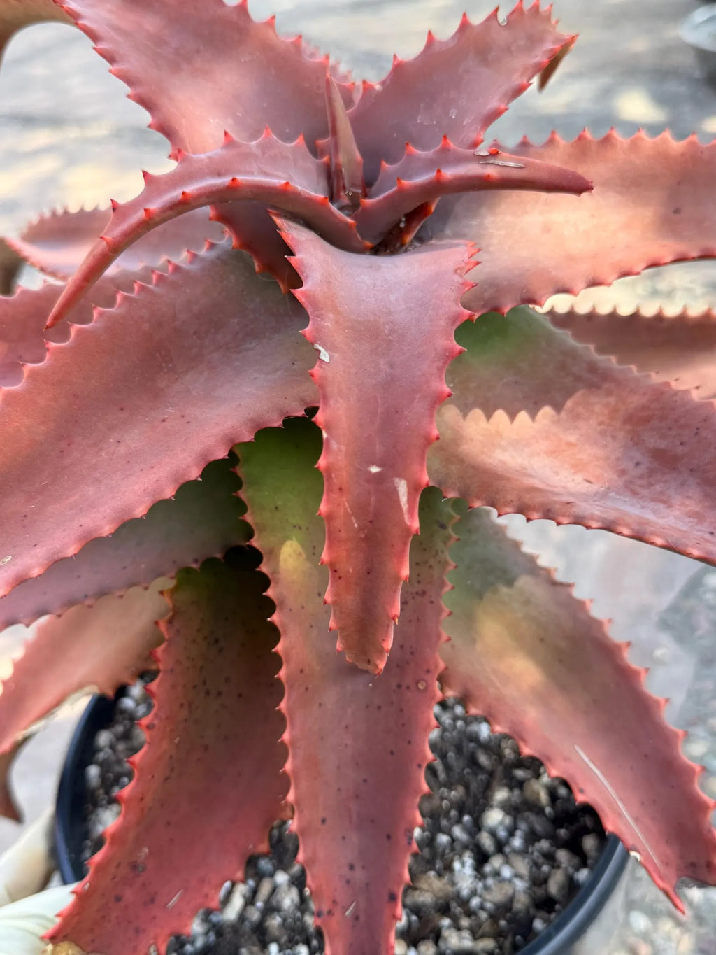 Aloe Elgonica Large | Specimen Succulent Plant | Tree Plant