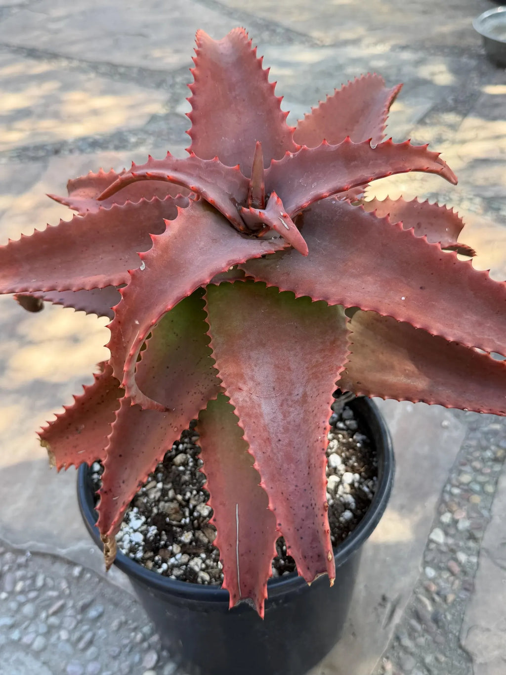 Aloe Elgonica Large | Specimen Succulent Plant | Tree Plant
