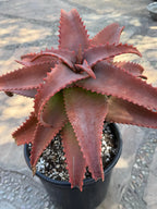 Aloe Elgonica Large | Specimen Succulent Plant | Tree Plant