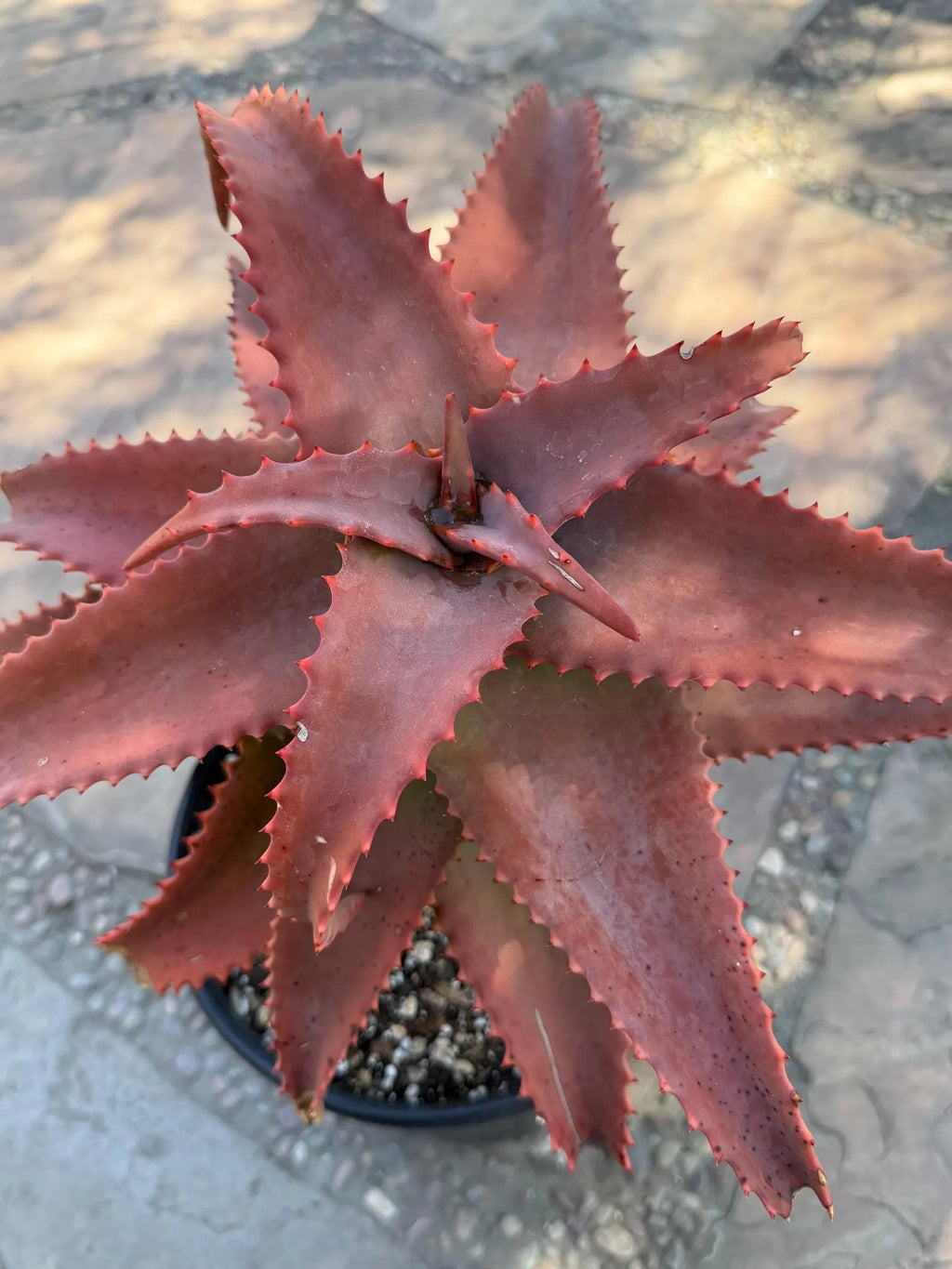 Aloe Elgonica Large | Specimen Succulent Plant | Tree Plant