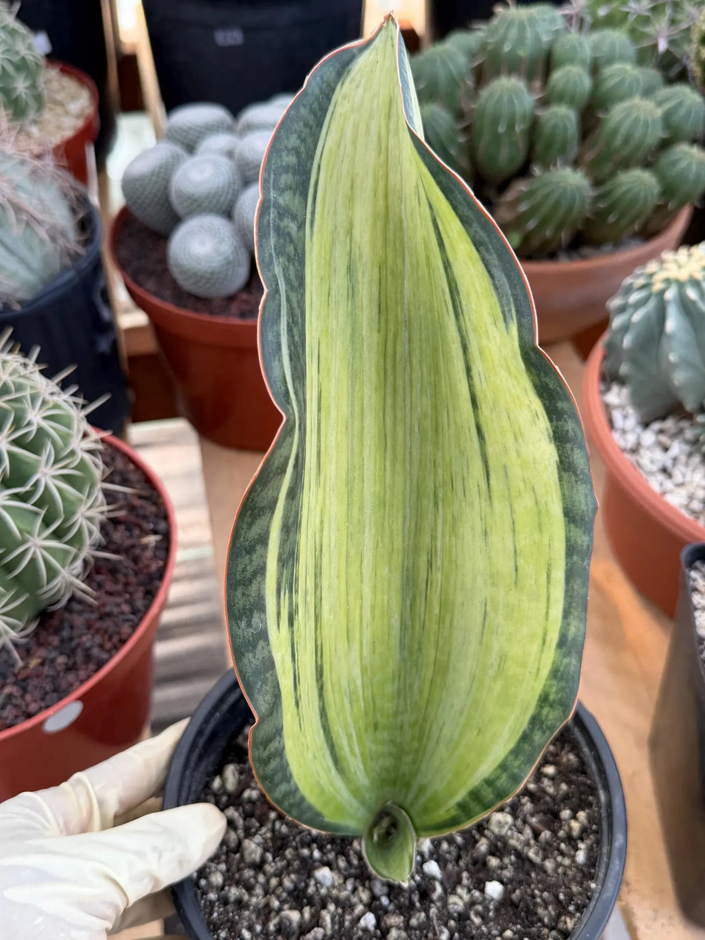 Variegated Sansevieria Bruda Rare Snake Plant – Exact Live Houseplant #891
