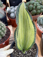 Variegated Sansevieria Bruda Rare Snake Plant – Exact Live Houseplant #891