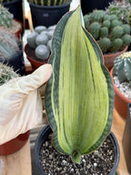 Variegated Sansevieria Bruda Rare Snake Plant – Exact Live Houseplant #891