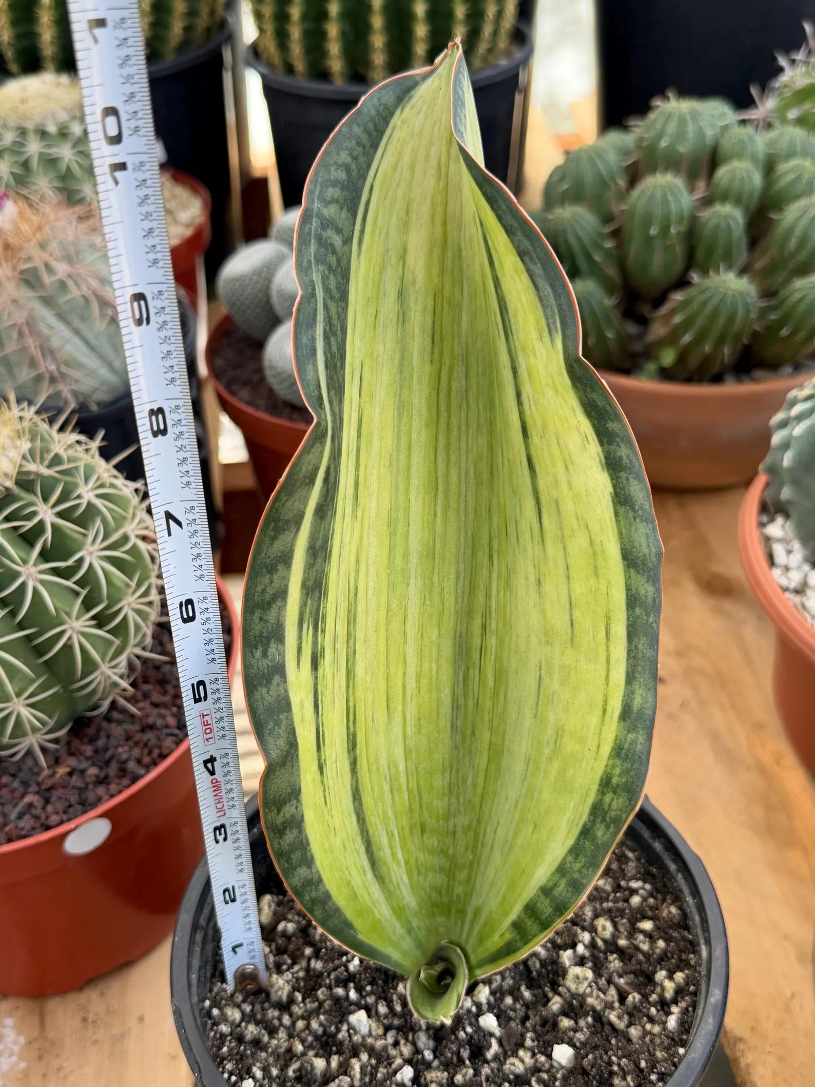 Variegated Sansevieria Bruda Rare Snake Plant – Exact Live Houseplant #891