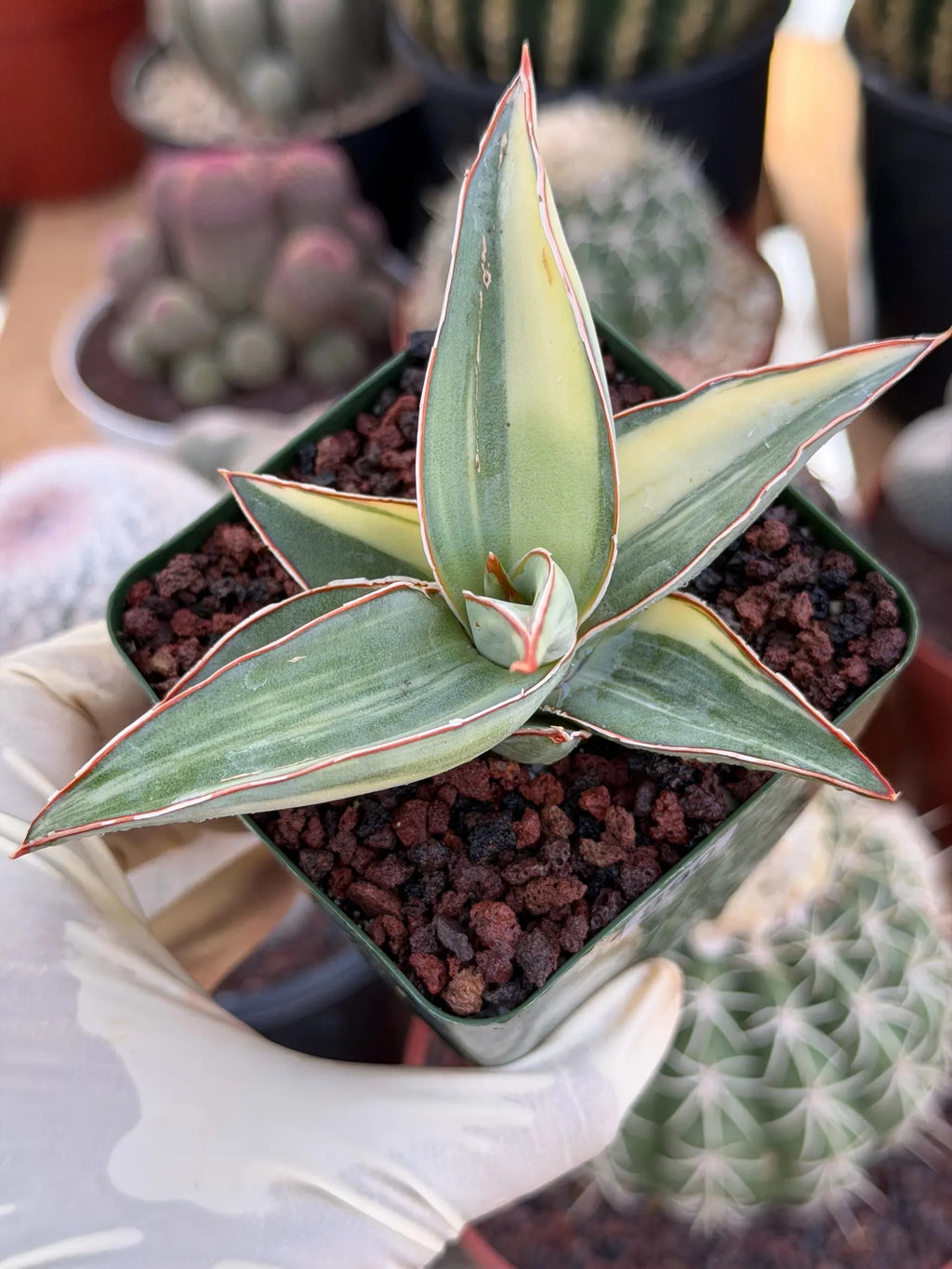 Variegated Sansevieria Lavranos #890 | Rare Snake Plant
